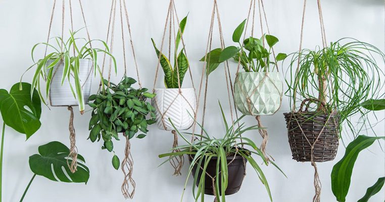 گیاهان فضای باز سایه دوست